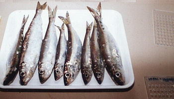 herring_sample
