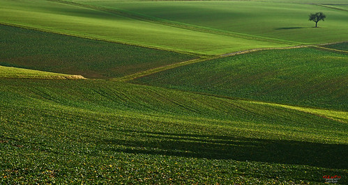 idsteinerland idstein dasbach taunus januar 2018 winter grün green field feld baum tree schatten shadow minimal minimalismus lonetree minimalism sonne sun january