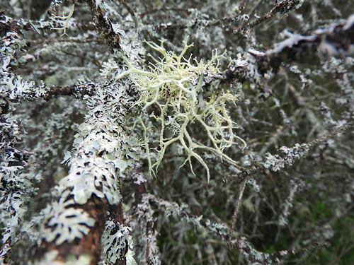 lichen f17woo27 buzzardswamp forestcountypennsylvania everniamesomorpha borealoakmoss hypogymniaphysodes