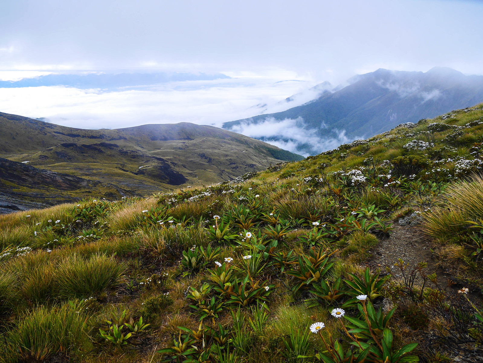 Kepler Track