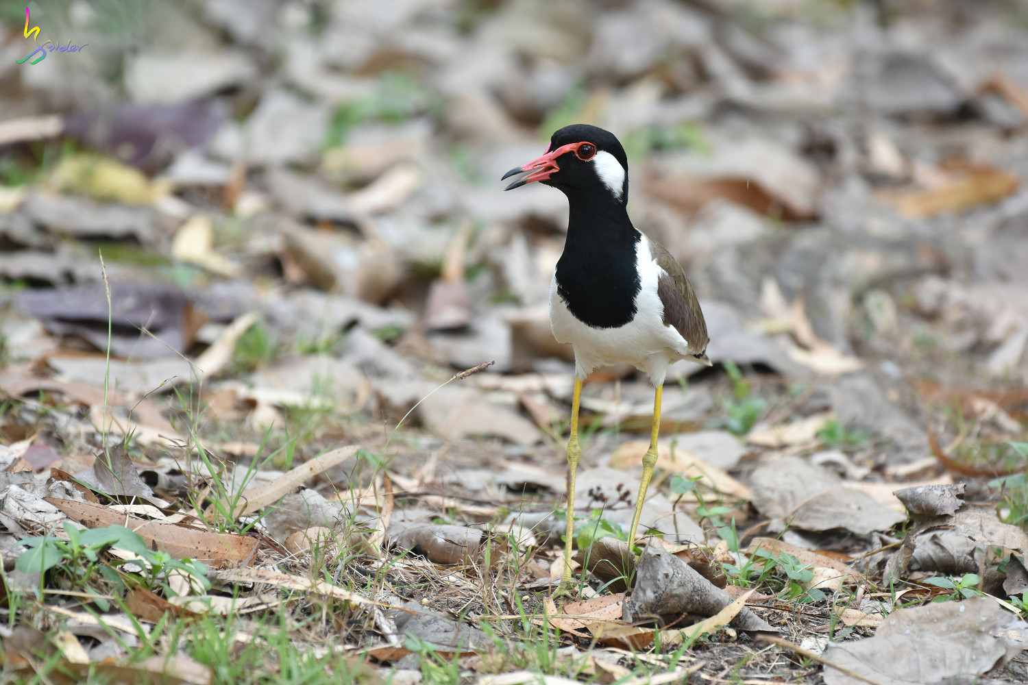 Red-wattled_Lapwing_3596