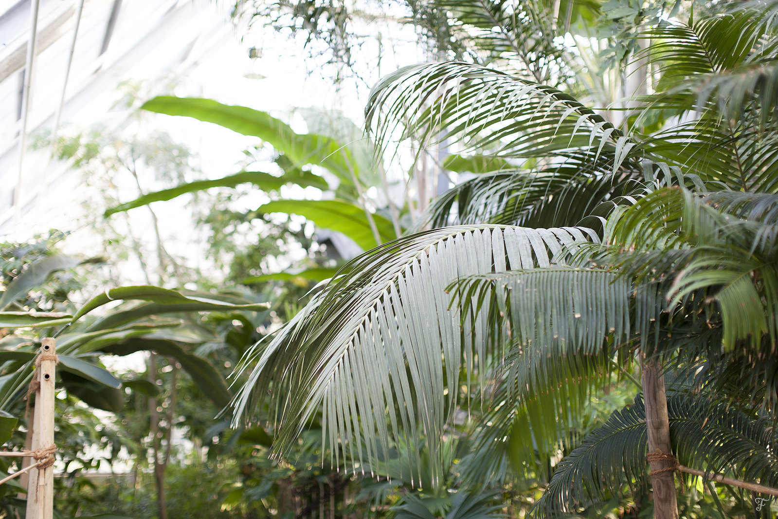 tropska soba botanični vrt ljubljana