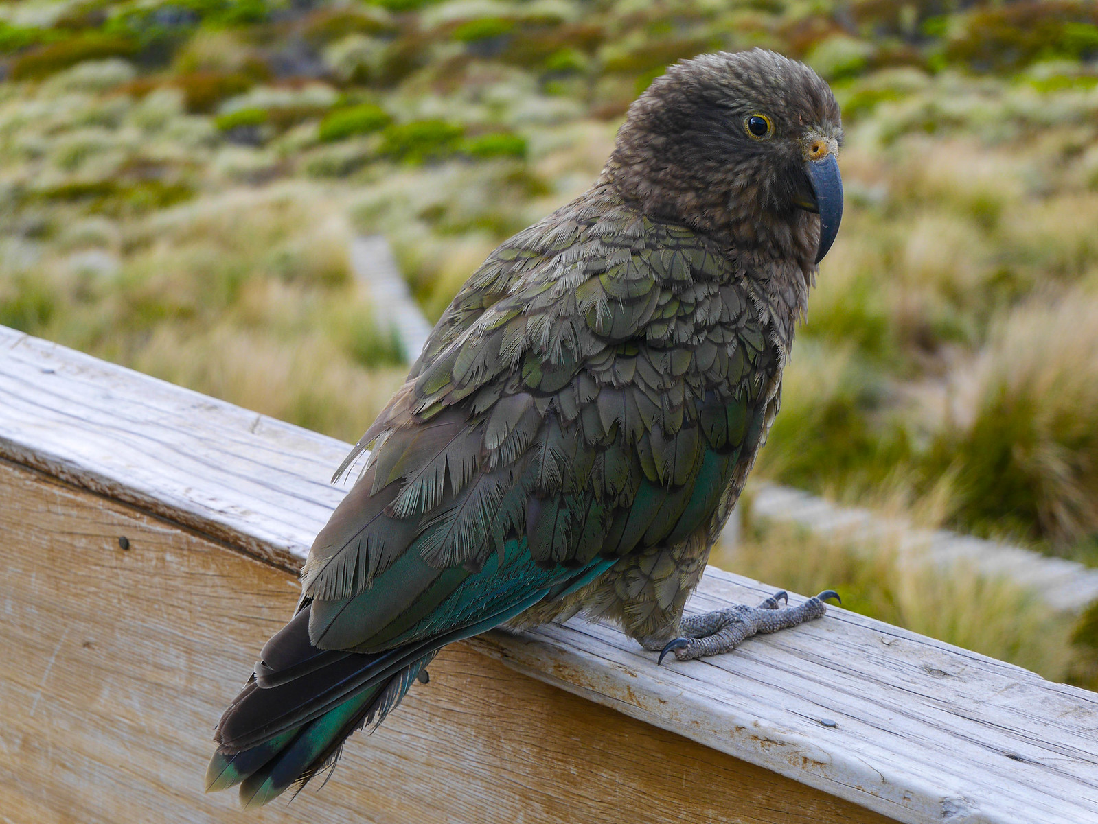 Kea (alpine parrot)