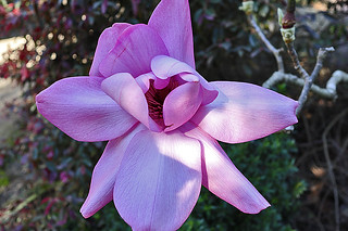 Magnificent Magnolia - SF Botanical Garden 1 Magnolia campbelli darjeeling flower