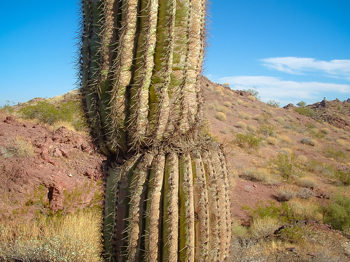 490 robokeefe whipplemountains saguaro