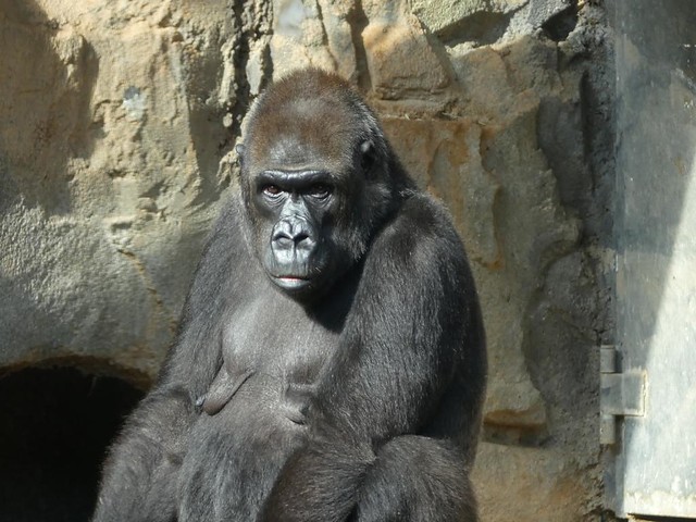 Gorilla Rebecca, Zoo Frankfurt