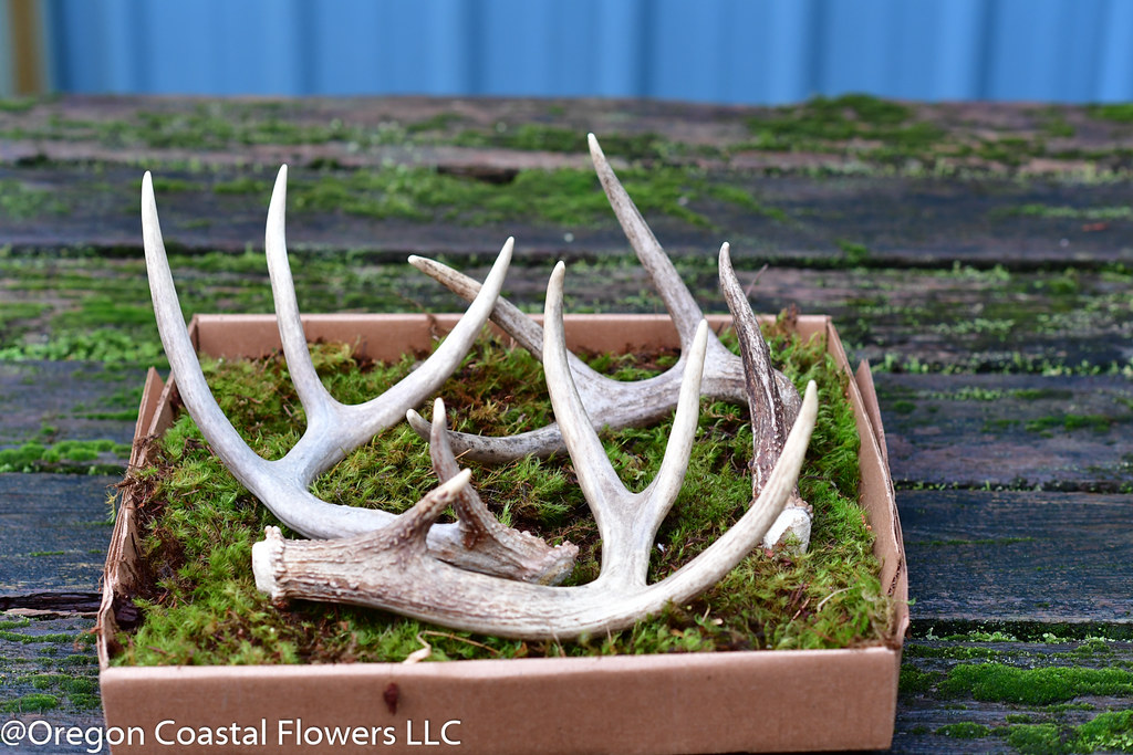 shed antlers