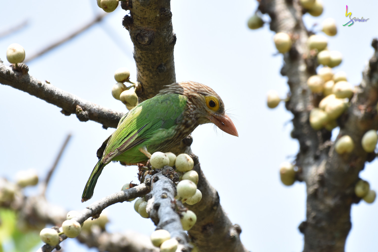 Lineated_Barbet_2954