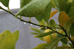 Raindrops on the lime tree