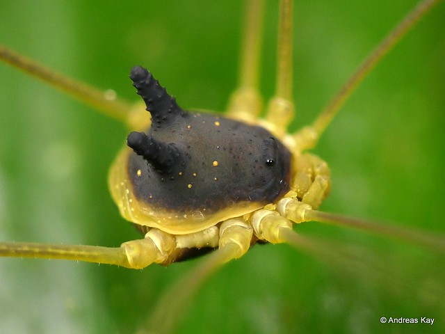 Bunny Harvestman, Metagryne bicolumnata