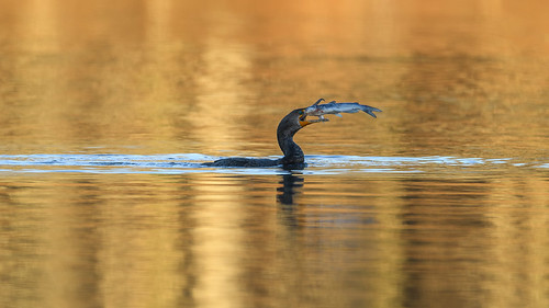 bondpark catfish cormorant sunrise cary doublecrestedcormorant northcarolina birds bird