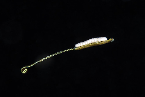 Epitoke Polychaete Worm with eggs