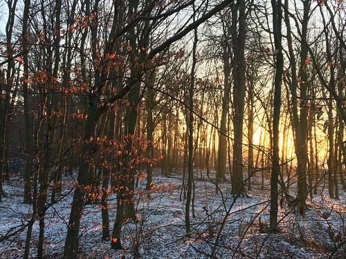 landscape germany winter blätter leaves bäume wald mvp mood sunrise sonnenaufgang cold kalt
