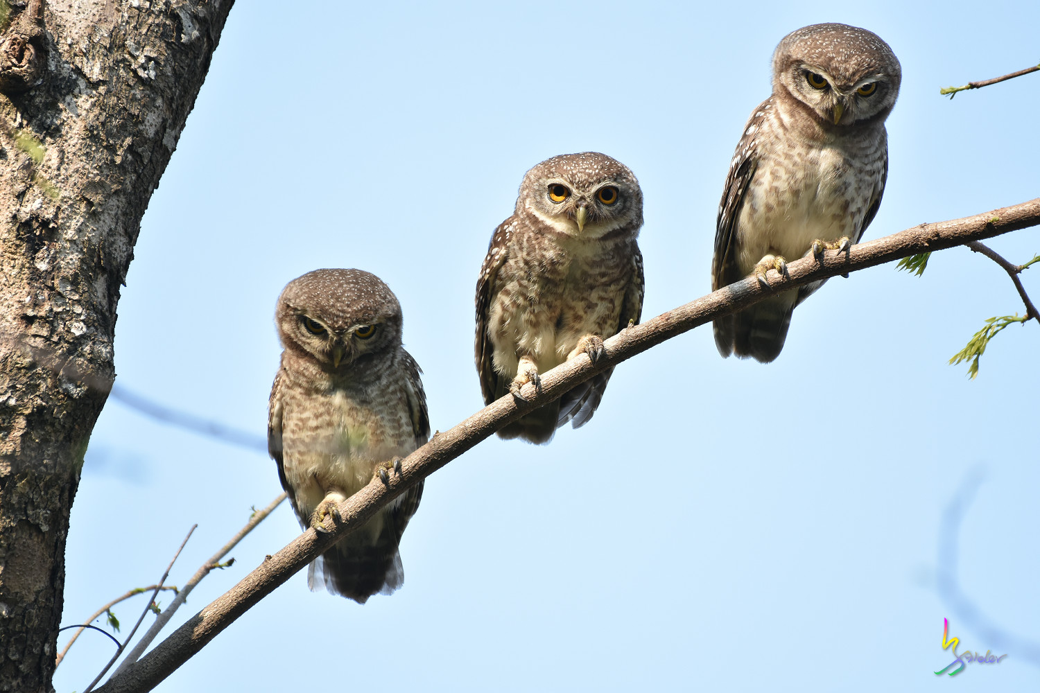 Spotted_Owlet_5299