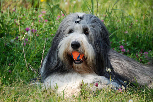 Bearded Collie Pictures and Informations - Dog-Breeds.com