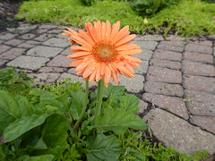 Flower at Children's Garden Lima, OH