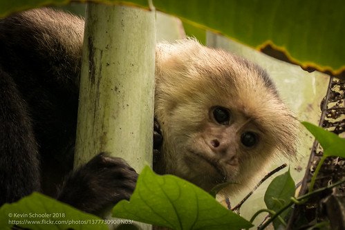 2018 cararapark costarica january monkey whiteheadedcapuchinmonkey provinciadepuntarenas