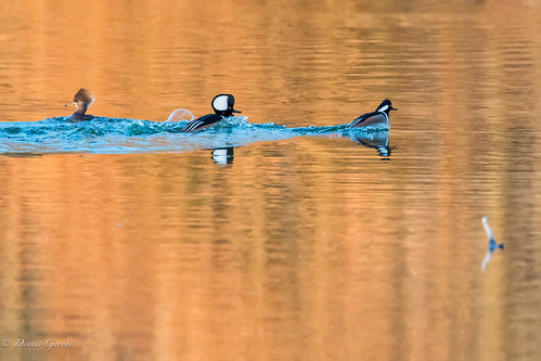 action background bird bombayhook delaware merganser sunrise water wildlife winter smyrna unitedstates us