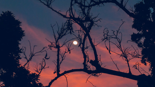 orange blue sky night moon tree mysore mysuru nature india nikon