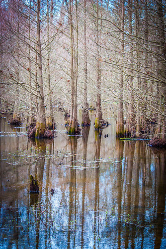 Bare Trees in the Swamp
