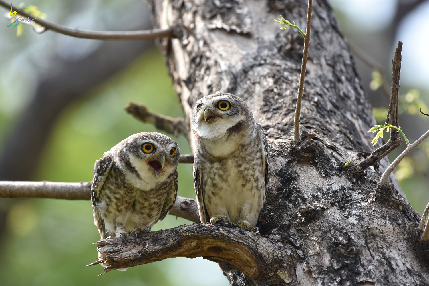 Spotted_Owlet_4617