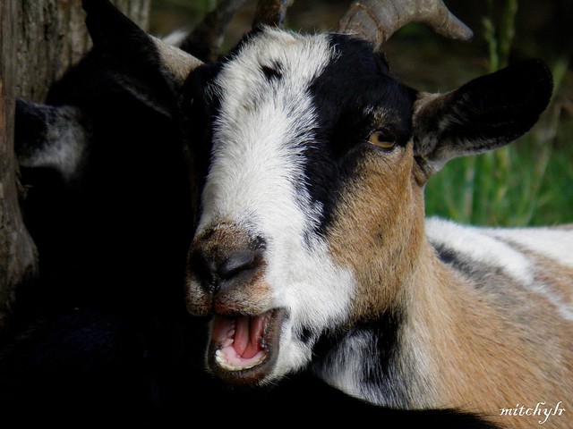 Pygmy Goat 2