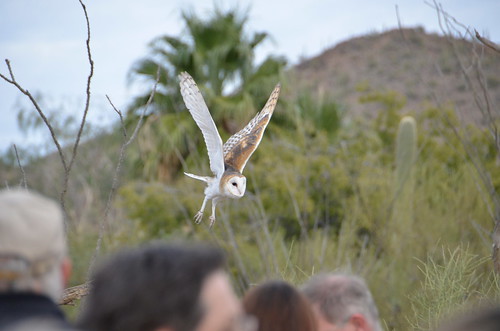 Desert Museum Owl wings up
