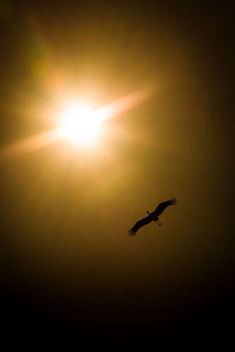 White Stork Silhouetted by the Algarve Sun