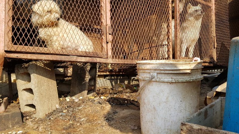 Busan KAPCA closes down "meat dog" farm and rescues 27 dogs in Yangsan