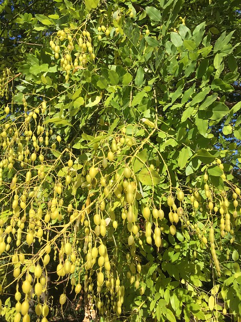 Styphnolobium (Sophora) japonicum Pagodatree Scholar Tree 2016-10-11 Fay (4)