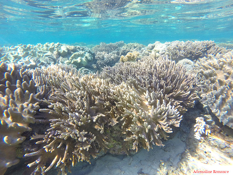 Staghorn corals