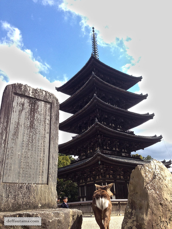 Setengah Hari di Nara - Kohfukuji Temple Deer
