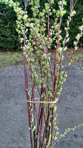 spirea available for Easter