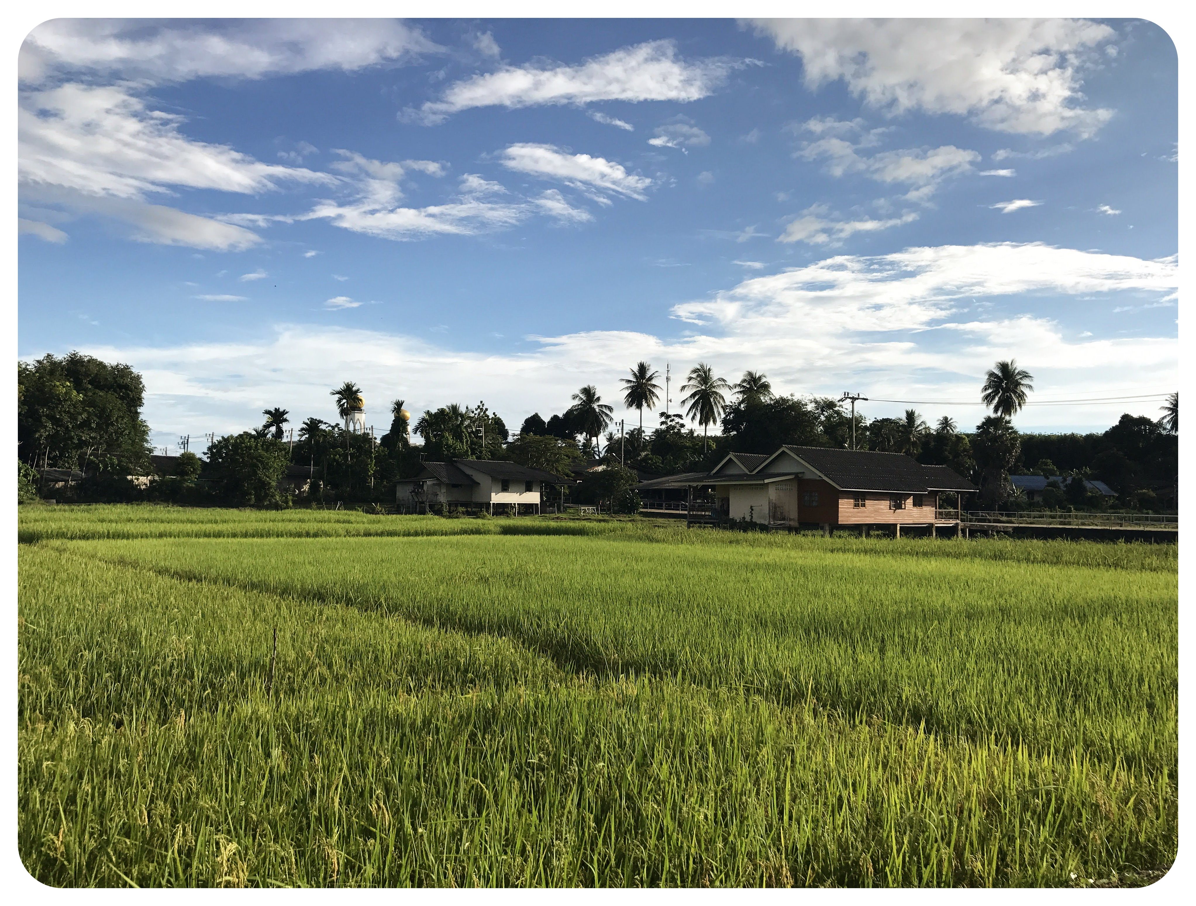 koh yao noi rice fields