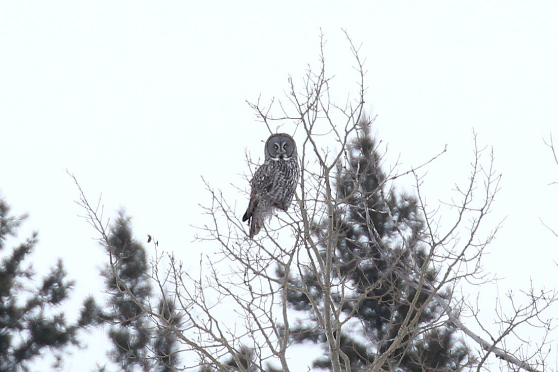 Photograph titled 'Great Gray Owl'