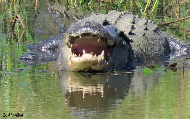 7 Smart Tips for Throwing Alligator Through Drive-Thru Window