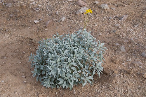 BGAFR - desert foliage with yellow flower