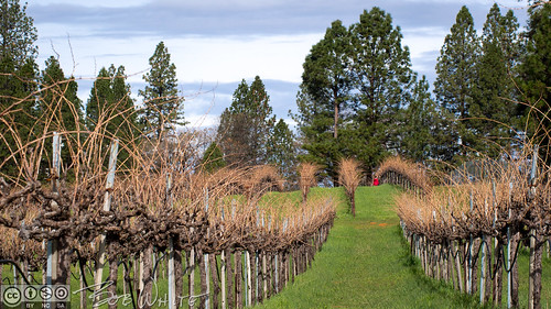 california norcal nevadacounty grassvalley smithvineyard photowalk vineyard