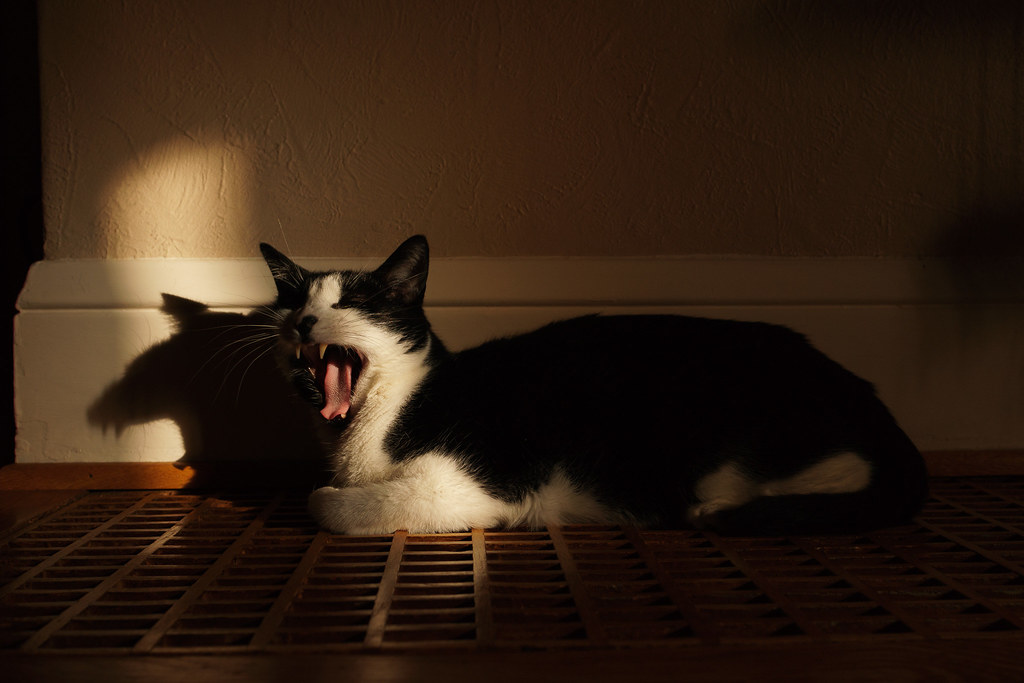 Our cat Boo yawns, creating a scary shadow on the wall
