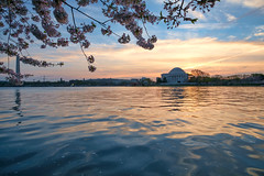 Sunrise at The Jefferson Memorial during the Cherry Blossom Festival