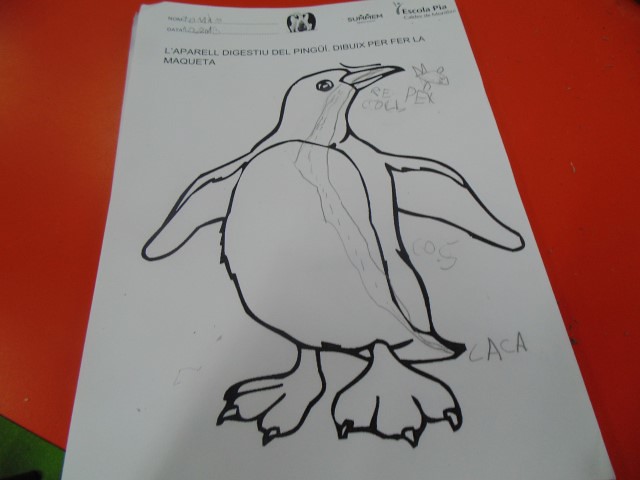 Dibuix pingüí per dins