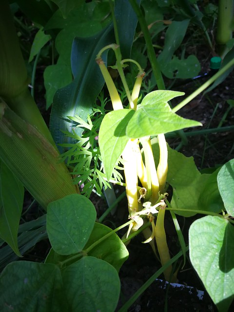 Image of yellow bean