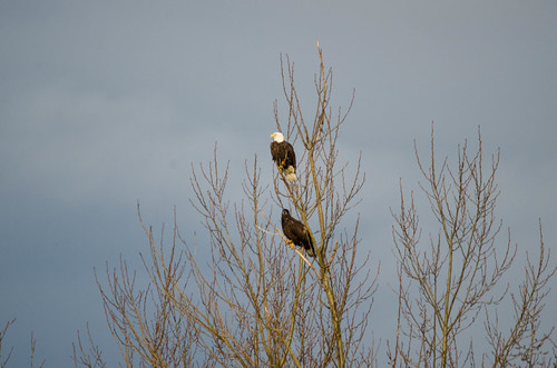 Eagles in Skagit Valley-001
