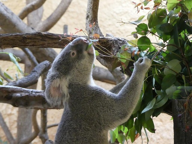 Koala, Zoo Dresden