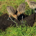 Godwit chicks during outdoor rearing, 20 May 2017 (Photo by: WWT).