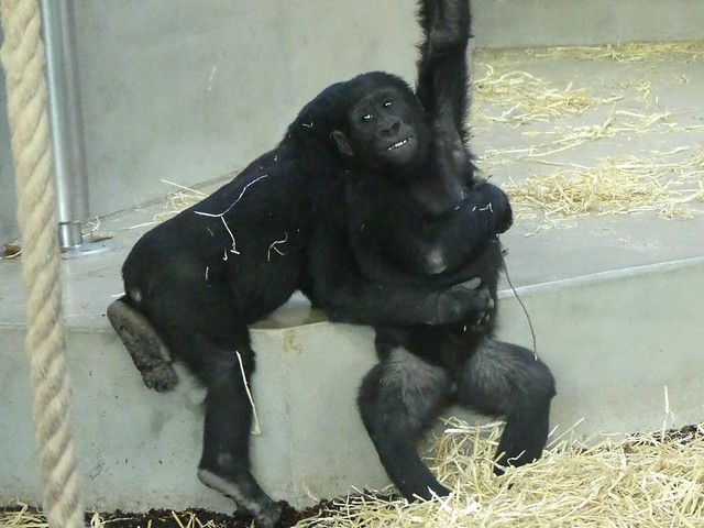 Gorilla, Wilhelma