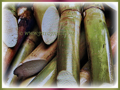Recently harvesting sugarcane of Saccharum officinarum (Sugarcane, Sugar Cane, Tebu in Malay), 5 Dec 2017