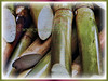 Saccharum officinarum Sugarcane, Sugar Cane, Tebu in Malay)
