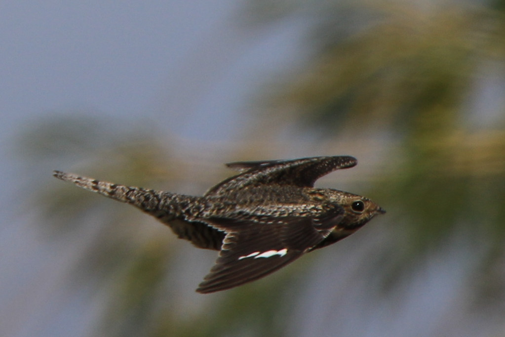 Common Nighthawk (in flight) 2