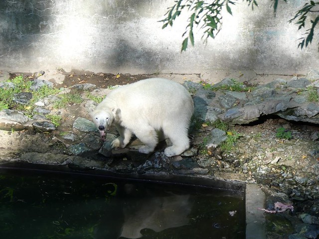 Noria, Zoo Brno